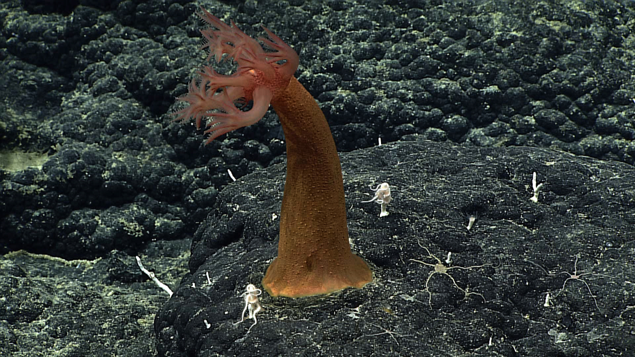 A long stemmed anthomastus coral
