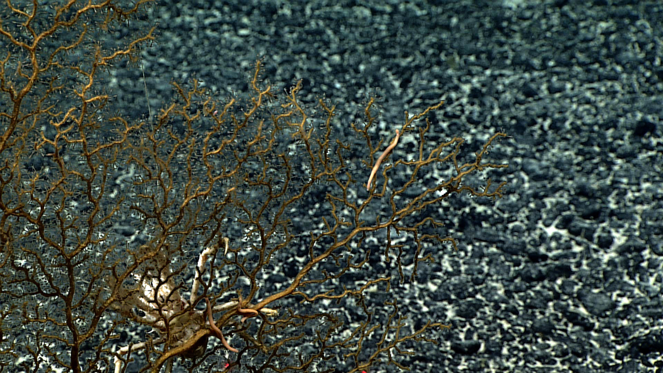 This appears to be a dead coral bush covered by small hydroids