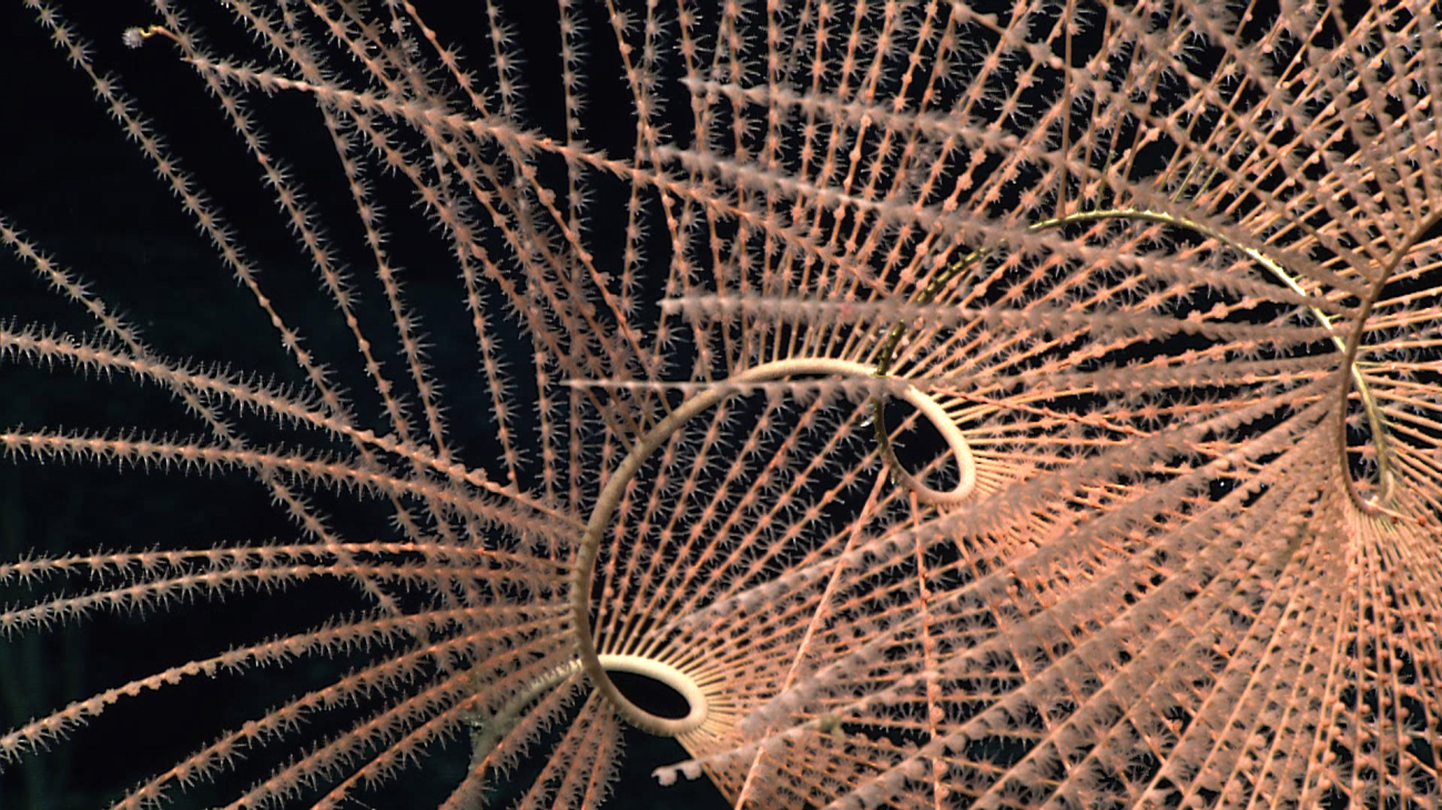 The spiraling twisting central stock of a beautiful spiraling Iridogorgia coralbush