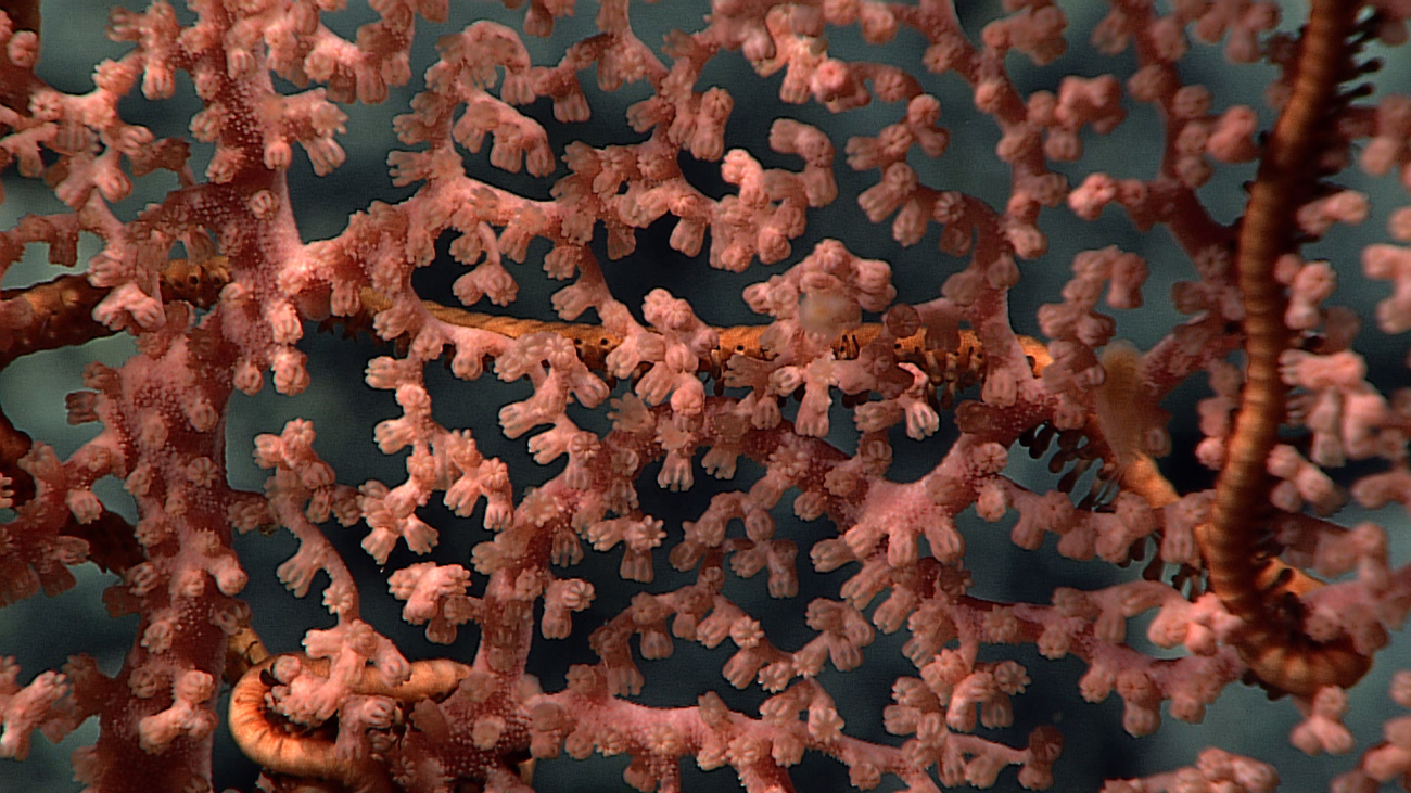 A pinkish gorgonian octocoral with the arms of a relatively large brittle starvisible