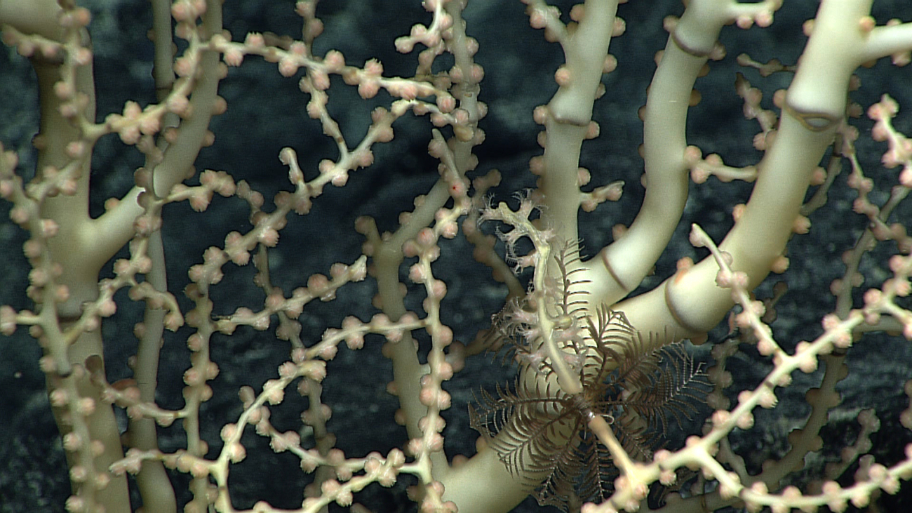 A teensy feather star crinoid perched on a bamboo coral bush