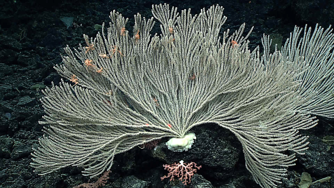 A large white primnoid coral approximately 3