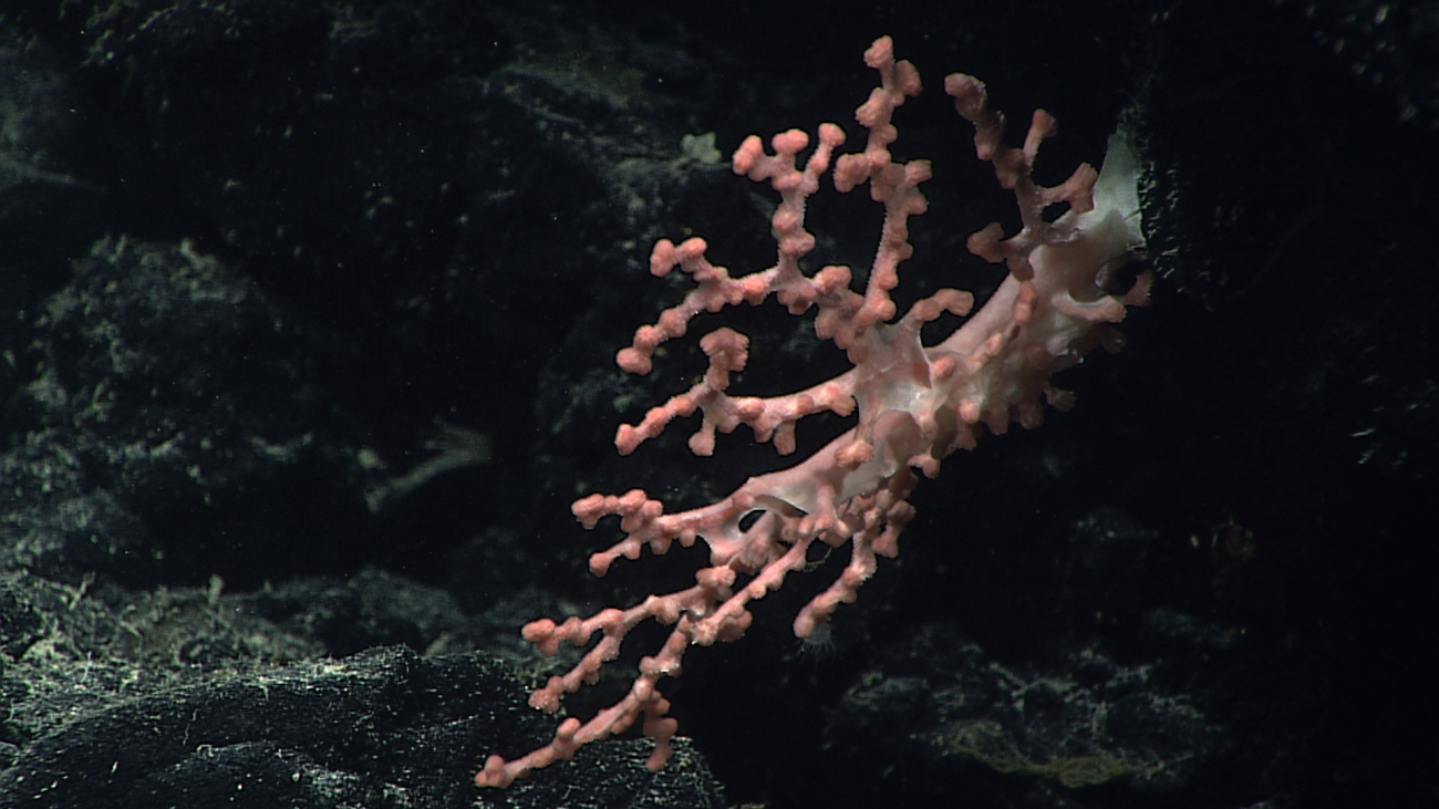 A small bubblegum coral (Paragorgia sp