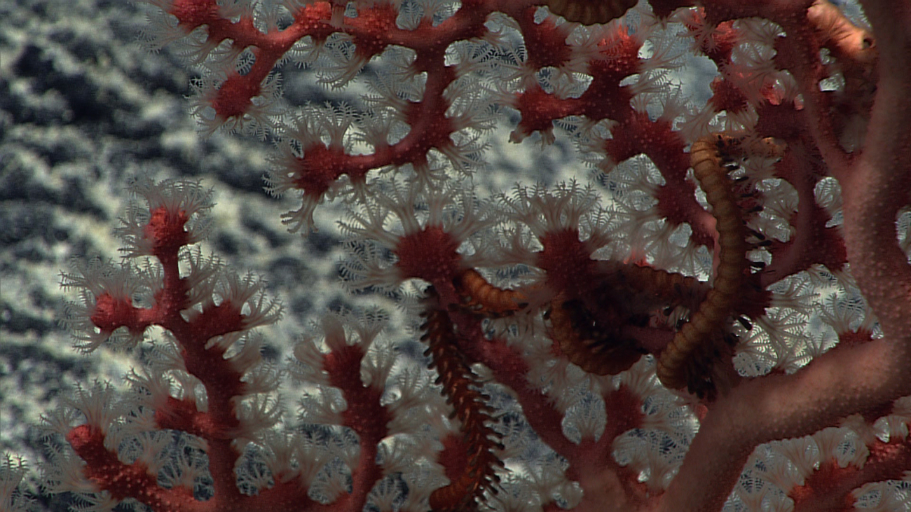 Beautiful white polyps on a bubblegum coral