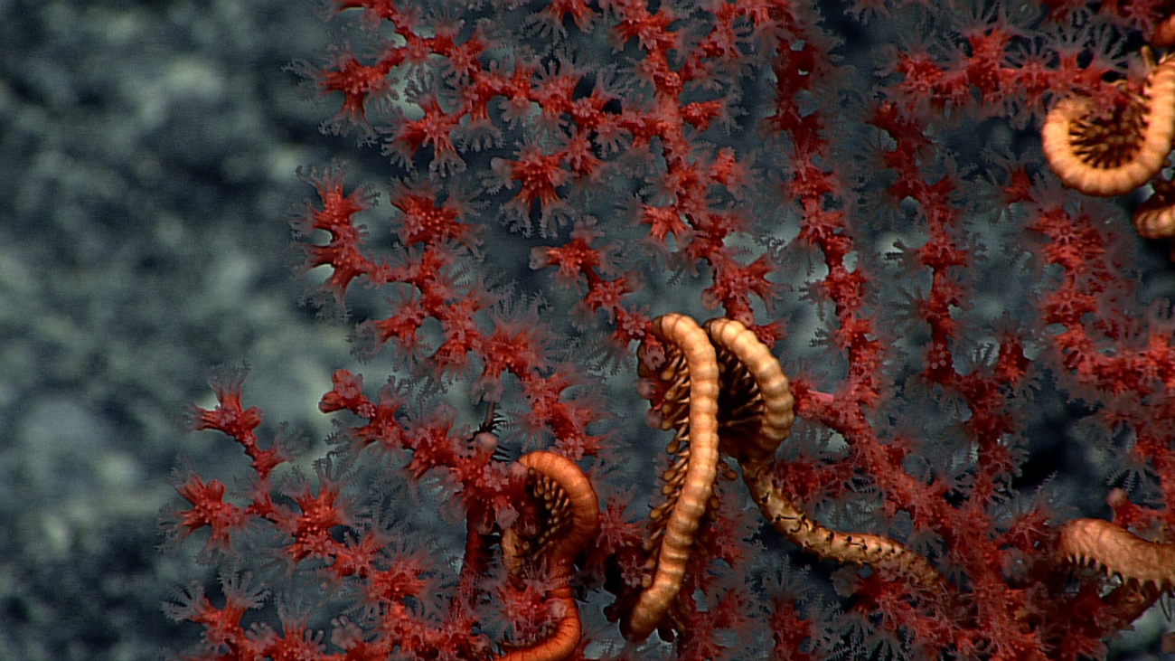 A red gorgonian coral with clear polyps extended and an associated brittlestar
