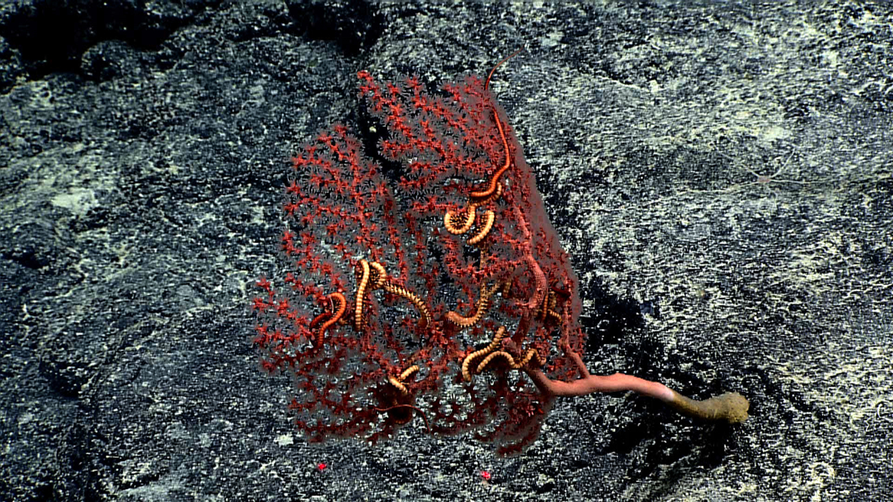 Red gorgonian coral with clear polyps extended and associated brittle stars