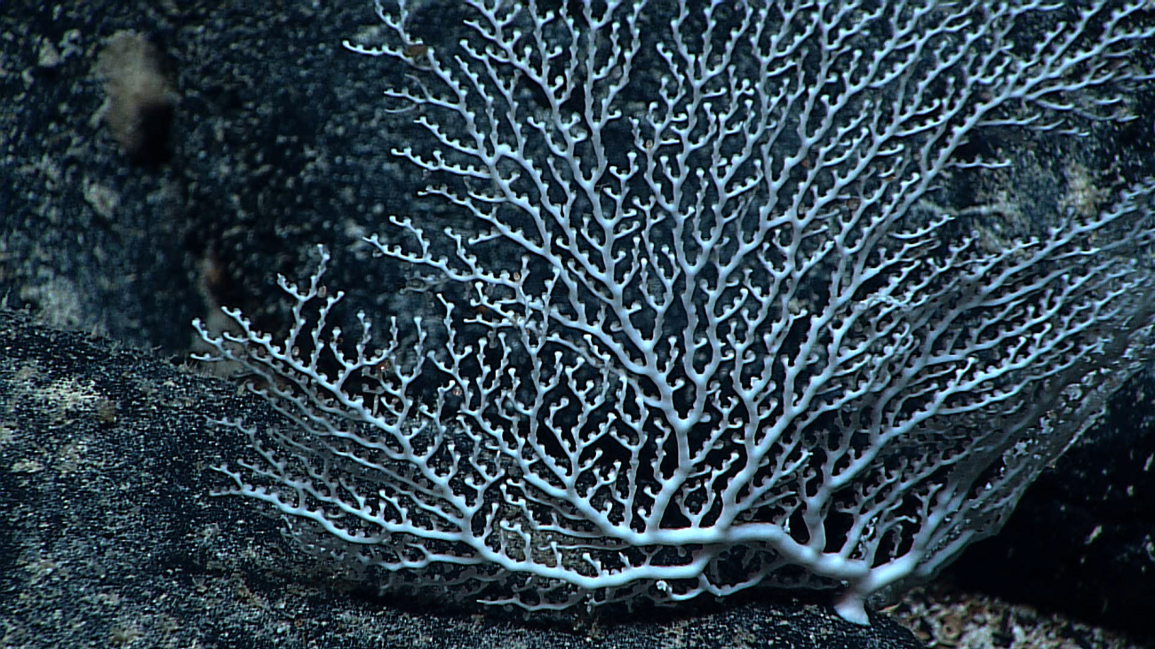 A white stylaster corals 