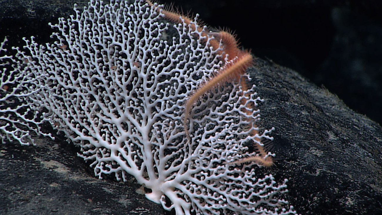 A white stylaster coral with a relatively large brittle star at its top andnumerous amphipods on its branches