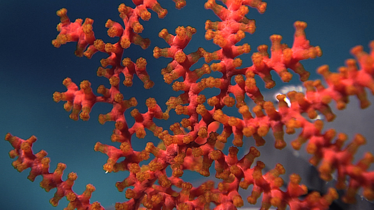 A red octocoral with orange brown retracted polyps