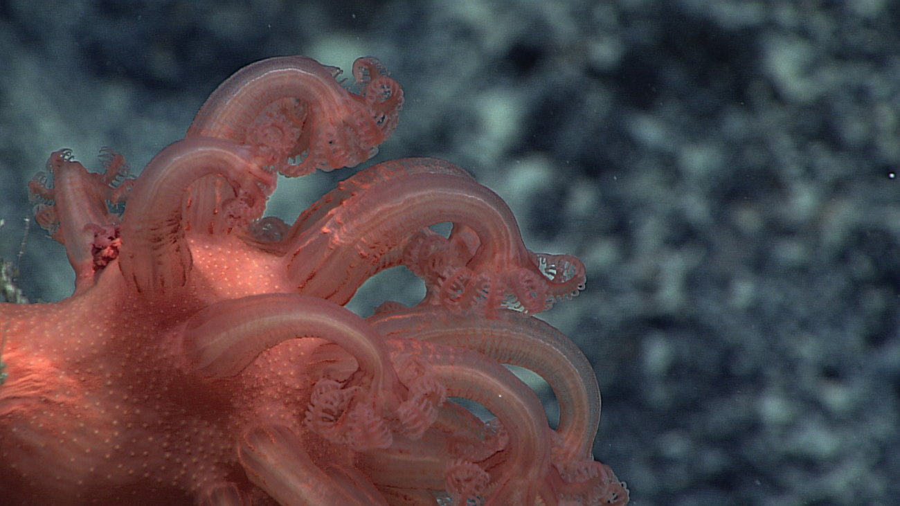 Closeup of semi-retracted polyps of an Anthomastus coral