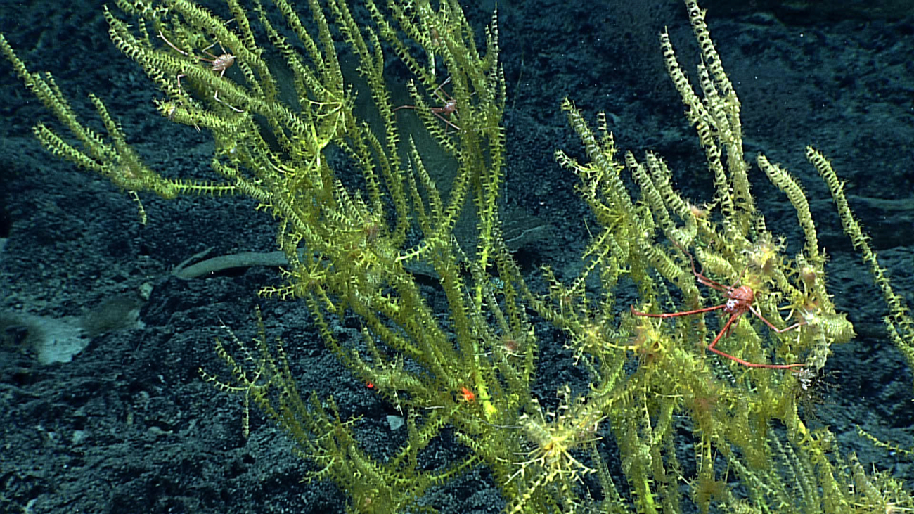 A yellow bamboo coral with at least three associated squat lobsters, a whitishyellow feather star crinoid at bottom center of image, and numerous attachedanemones