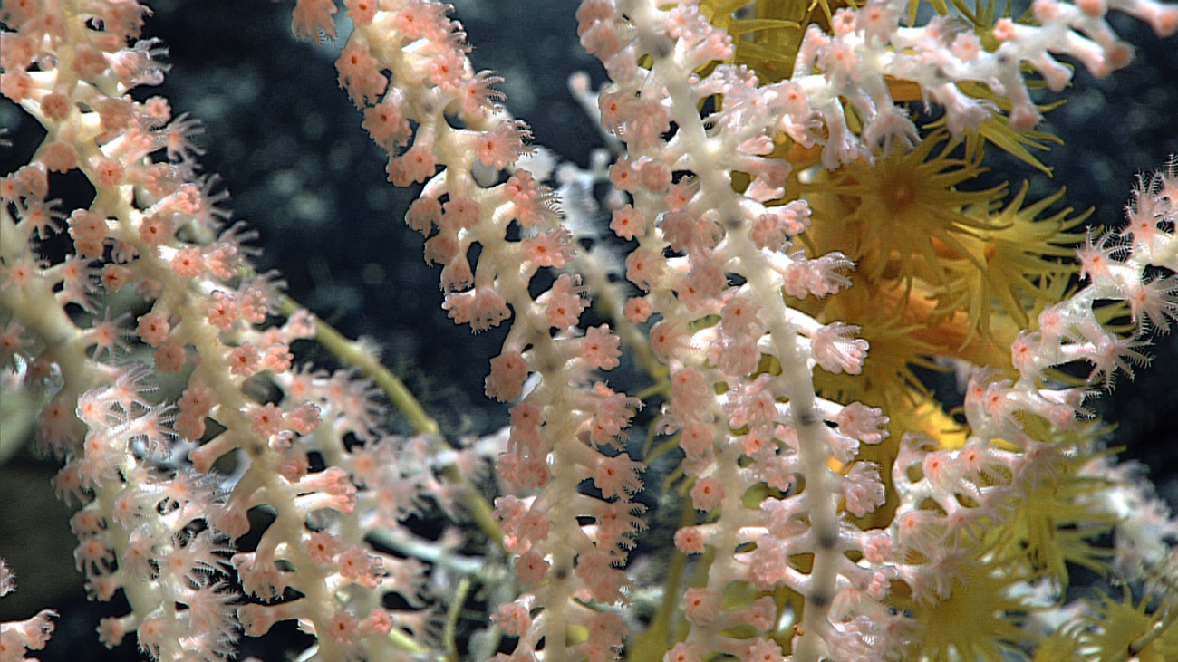 Polyps of bamboo coral with yellow zoanthids covering some of the branches onthe right side of image