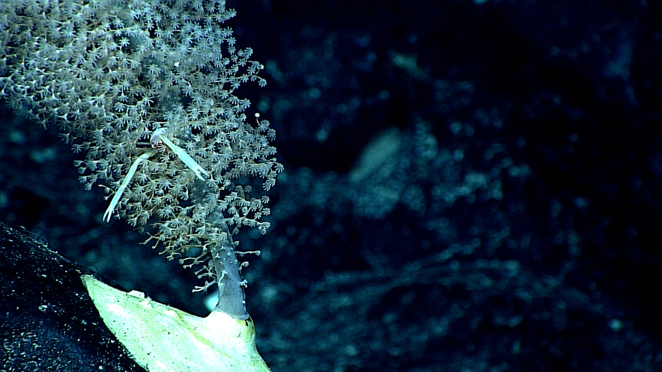 A robust coral stalk with delicate white octocoral polyps