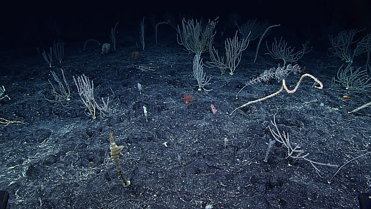 A forest of primarily bushy bamboo corals, with numerous sponges, and a largebamboo whip coral