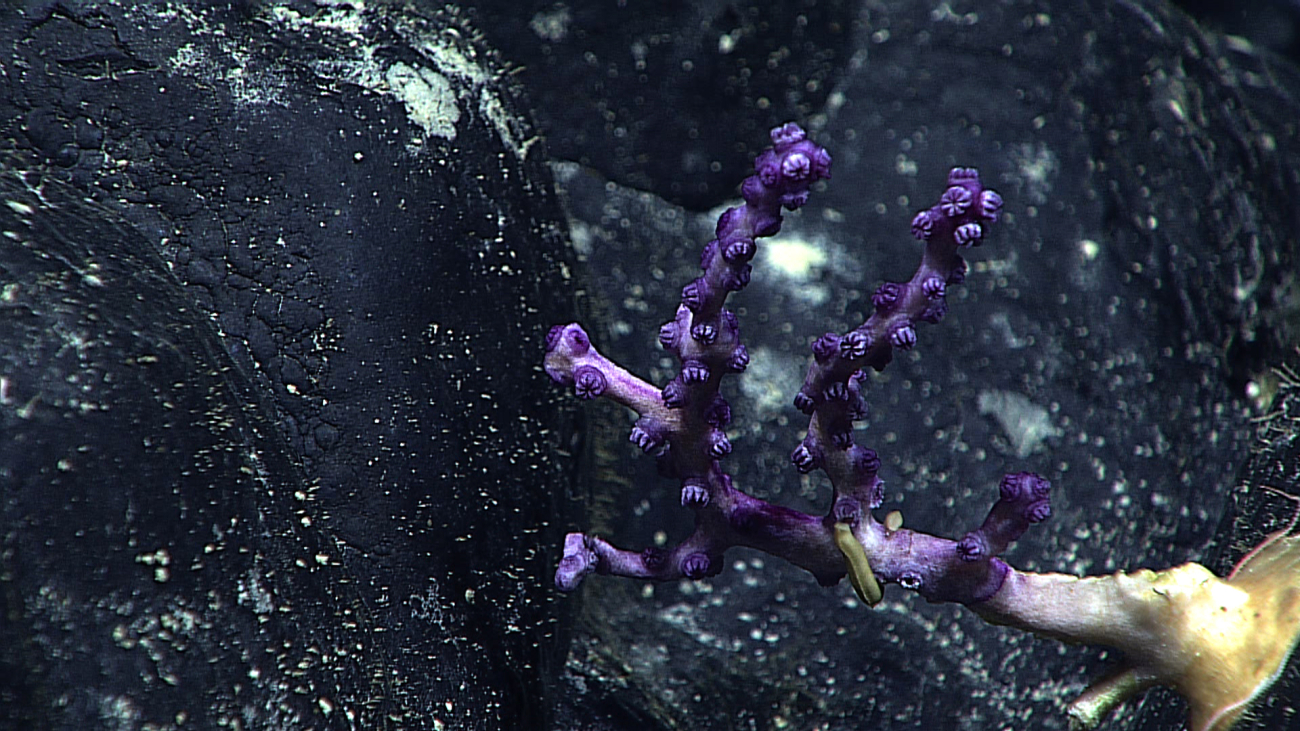 A purple octocoral that appears to be colonizing a dead coral stem