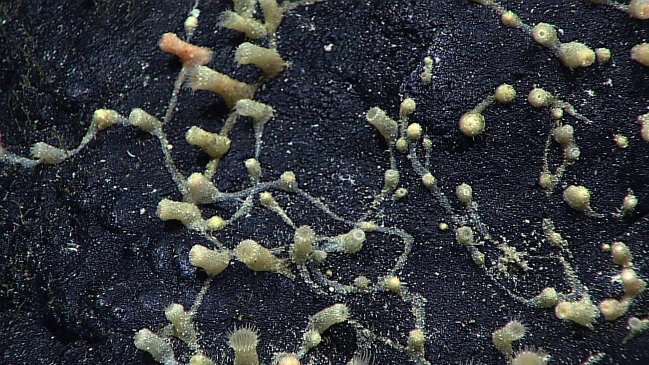 White zoanthids growing on a vertical rock surface with connecting tissuebetween large groups of zoanthids
