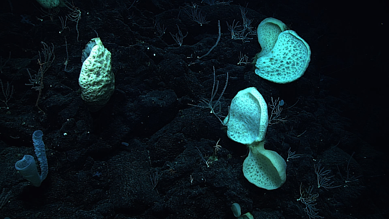 A number of large sponges with shapes ranging from nearly bowl-likie to oystershell appearance