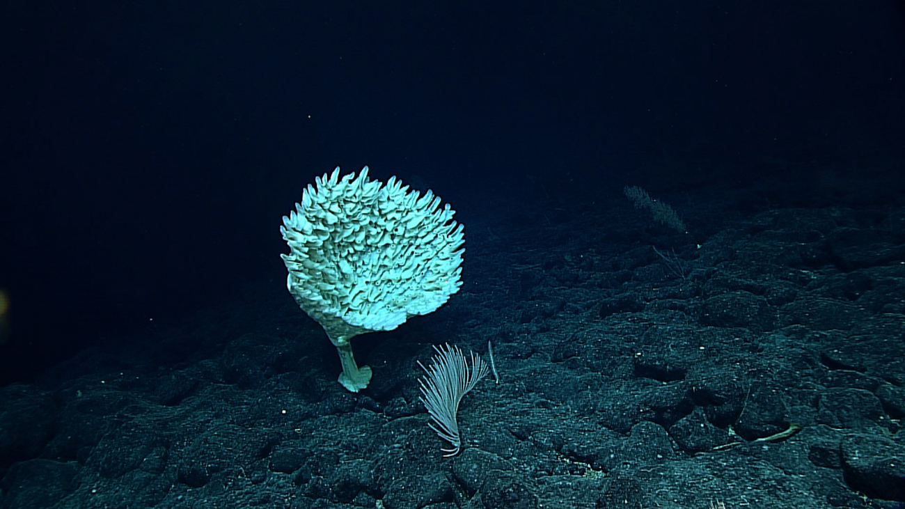 A large weird looking sponge and a primnoid coral