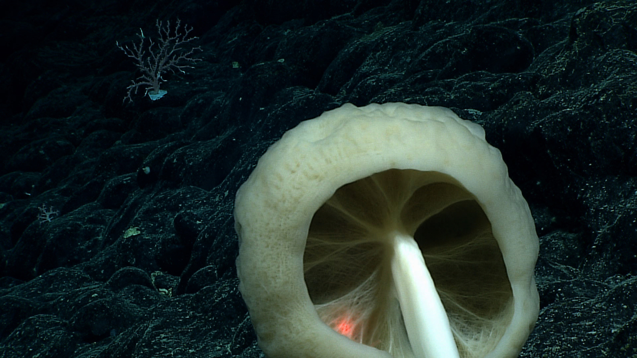 The interior of a round stalked sponge