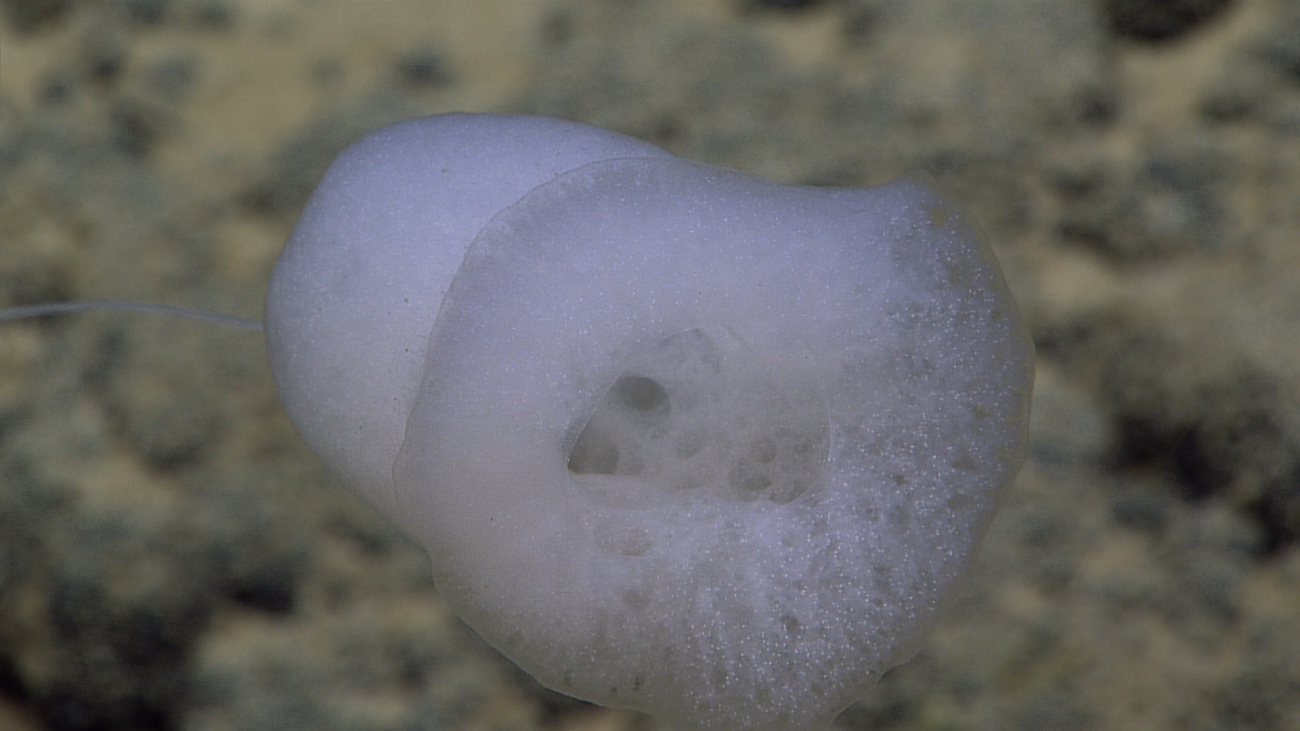 A stalked globular sponge