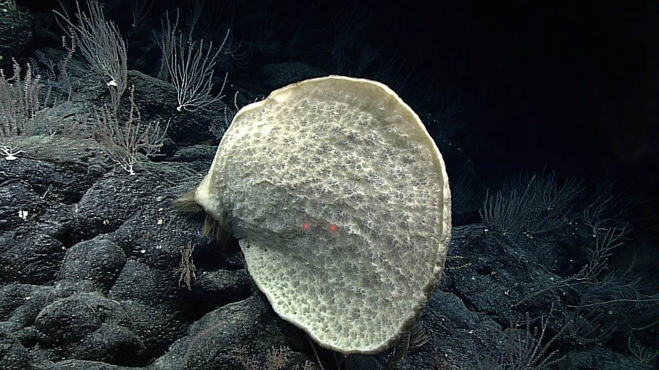 A nearly circular huge glass sponge approximately 70 cm (2 feet) in diameter