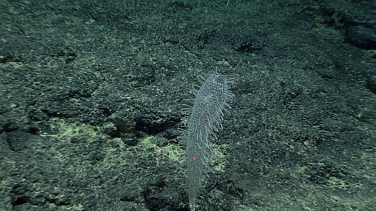 A sponge with what might be an entrapped shrimp such as occurs withVenus flower basket sponges