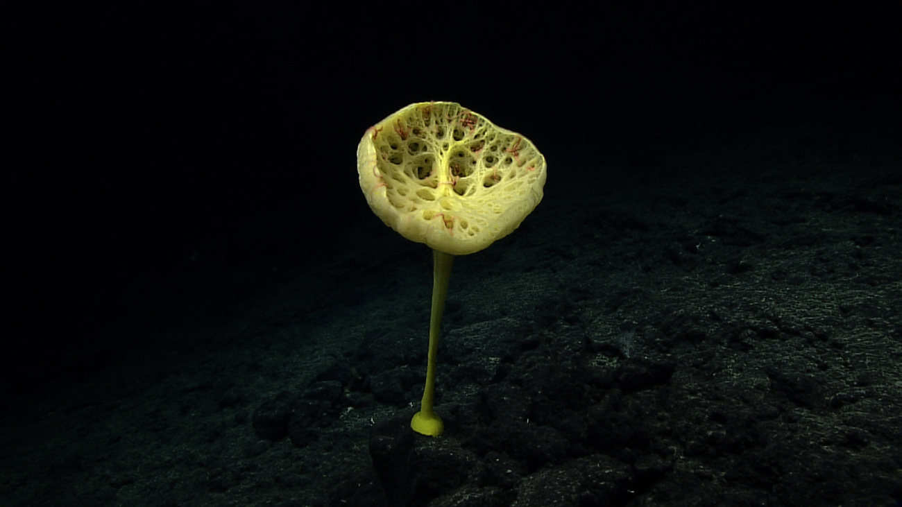 A yellow stalked sponge, Bolosoma sp