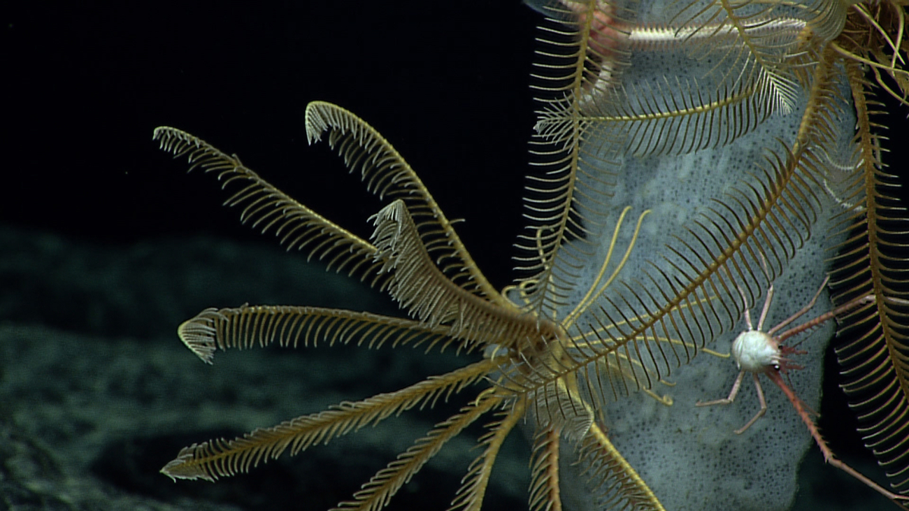 Feather star crinoids, a squat lobster, and a brittle star using a sponge ashabitat