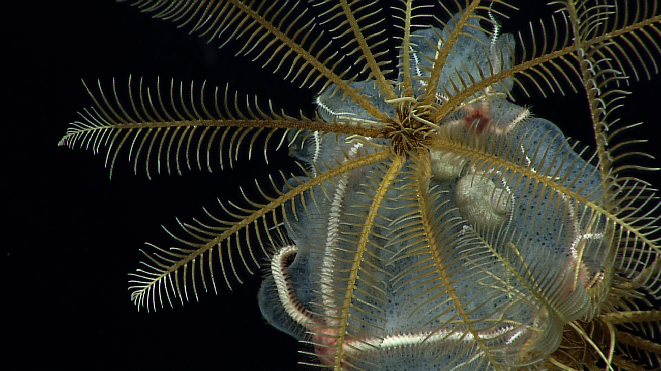 Feather star crinoids, brittle stars, and white gastropods using a sponge ashabitat