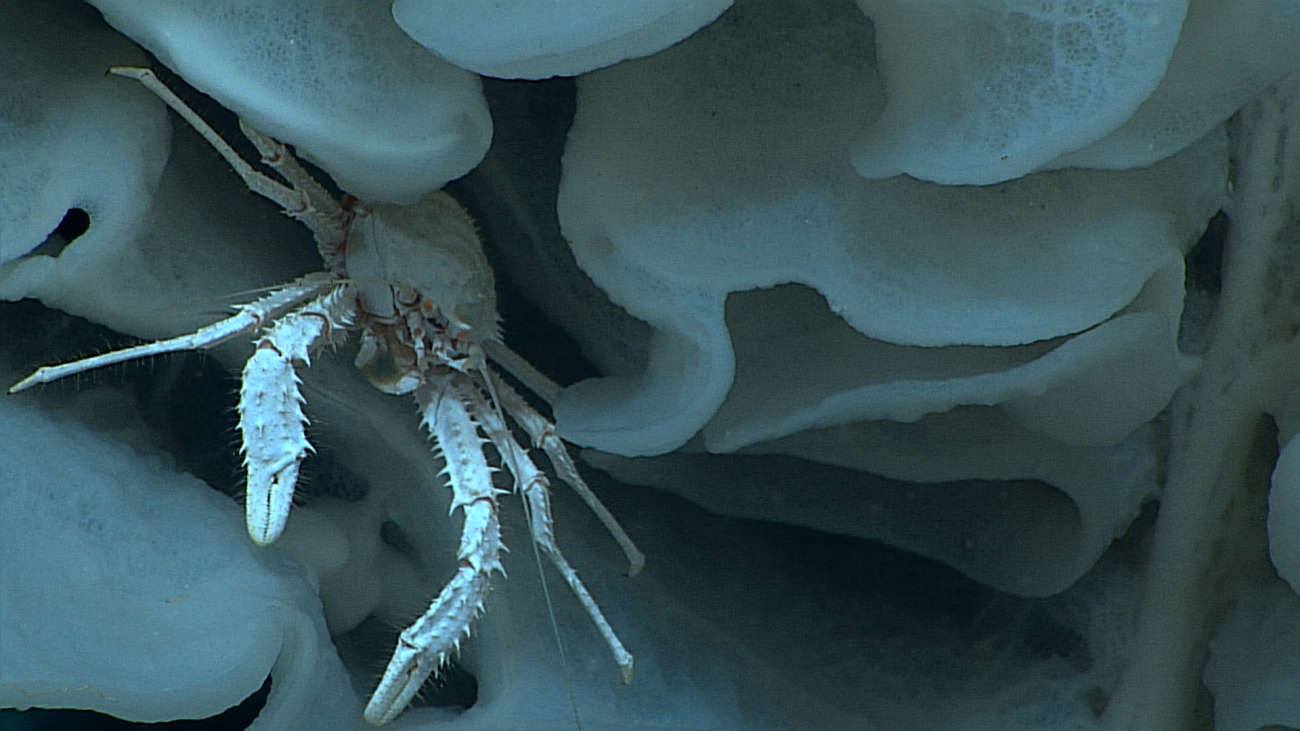 Closeup of the white squat lobster living in the large white stalked sponge ofimage expn4462