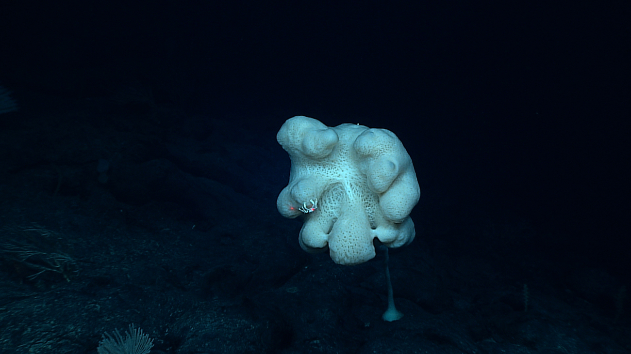 A large lumpy stalked sponge with a white squat lobster