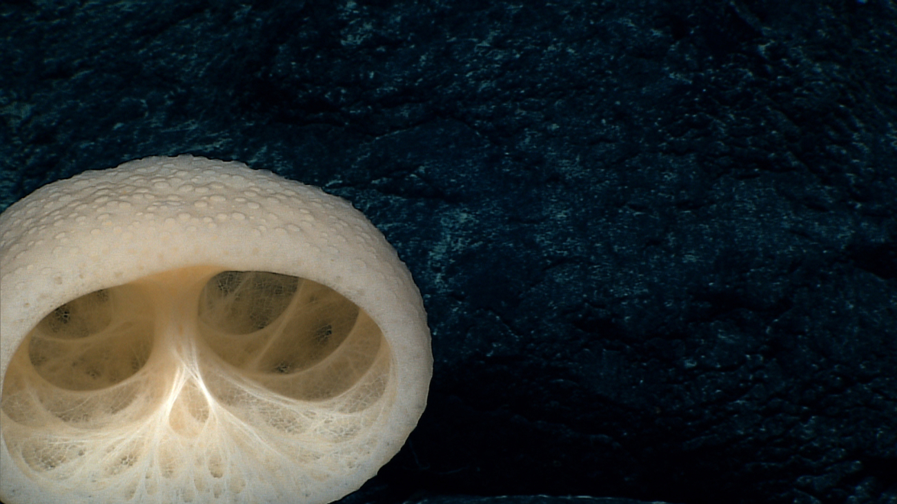 Interior of Bolosoma sponge