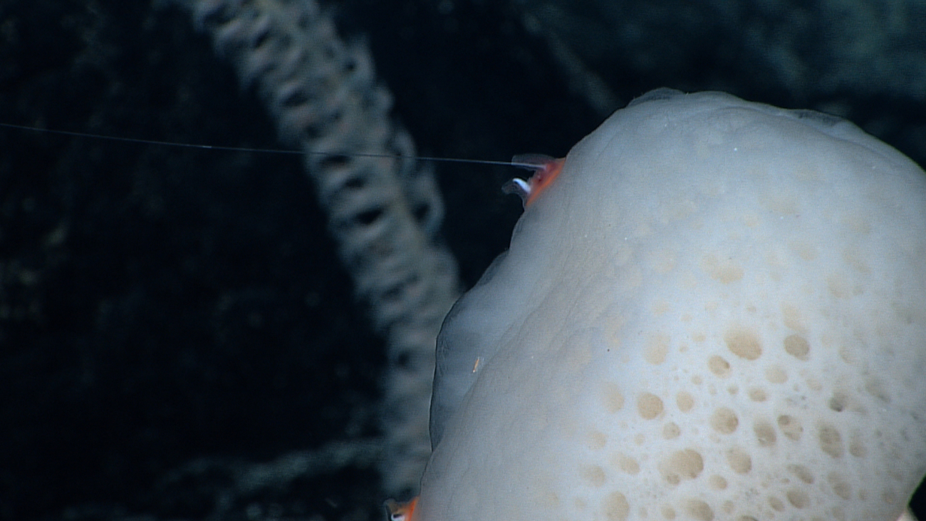 Large white sponge with attached appendage from what is probably abenthic siphonophore
