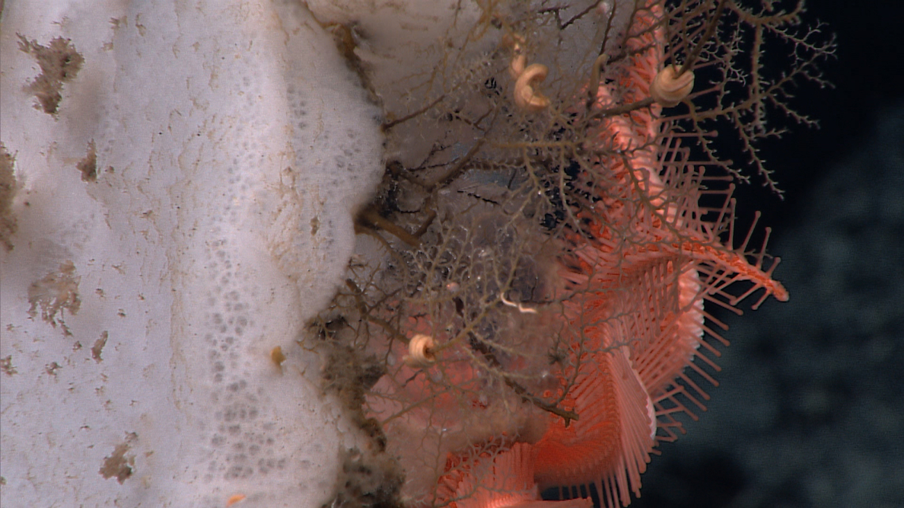 Starfish, small hydroids, and worms using a large sponge for habitat