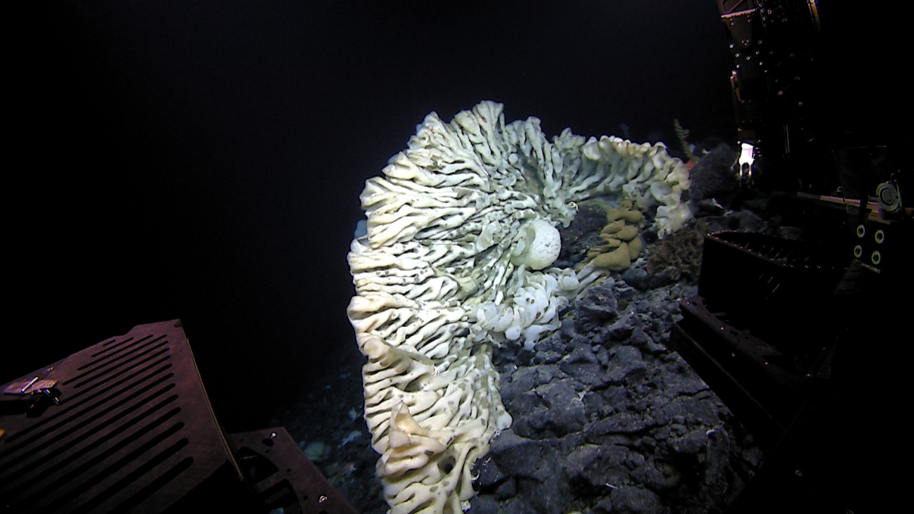 A great big weird sessile sponge