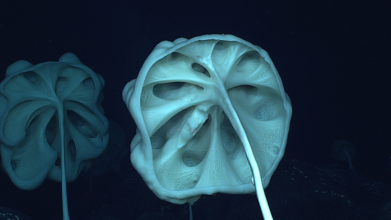 Interior of two very large nearly circular stalked sponges (Caulophacus sp