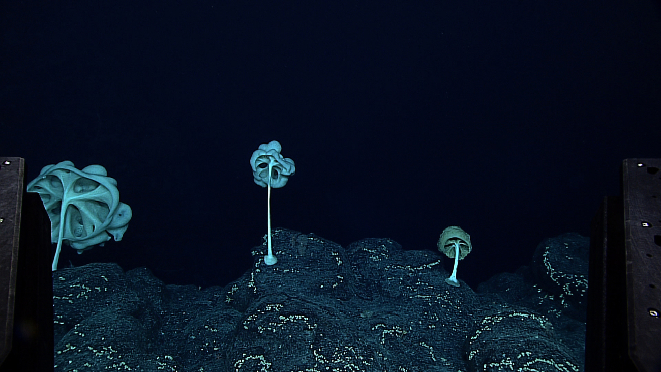 Looking at the underside of big lumpy sponges that reside on pillow lavas