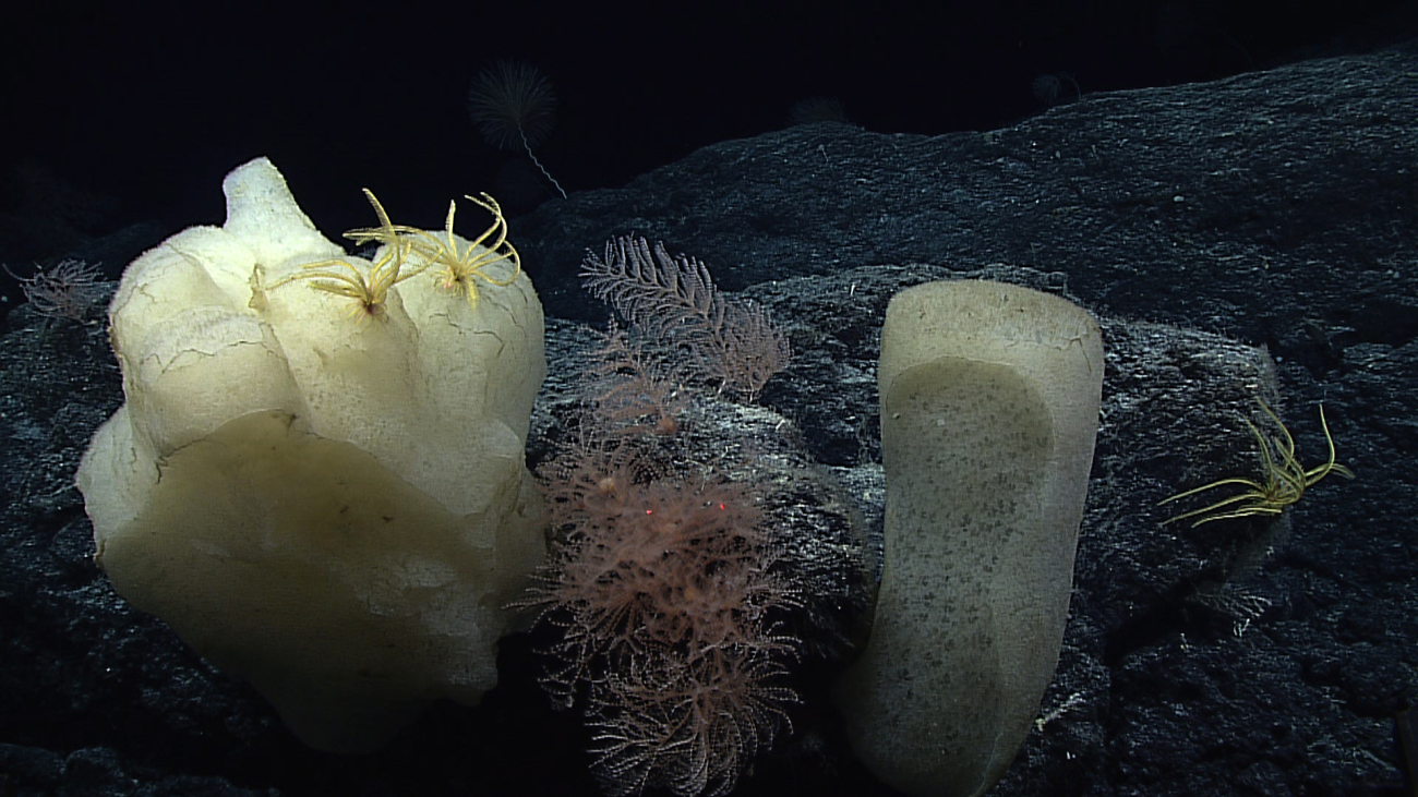 Two large sponges, at least three yellow feather star crinoids, and smalloctocoral bushes