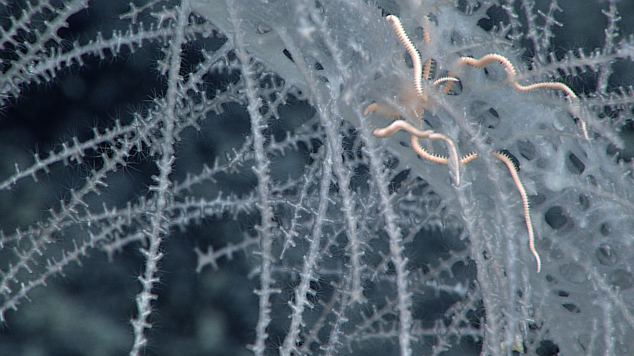 A cream colored brittle star entwined in a sponge with hundreds of branches