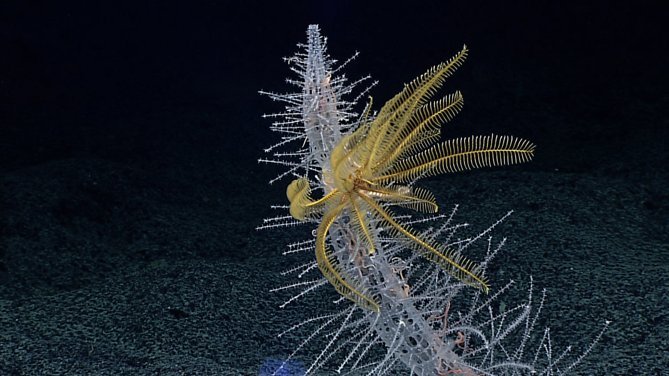 A large yellow feather star crinoid and numerous cream-colored brittle starscall this thin sponge with hundreds of branches home