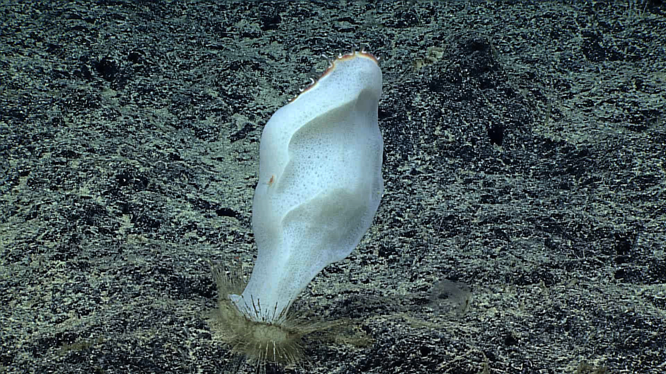 A white sponge attached to the rock surface by strong fibers