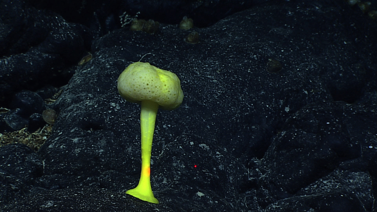 A yellow stalked sponge with a circular head