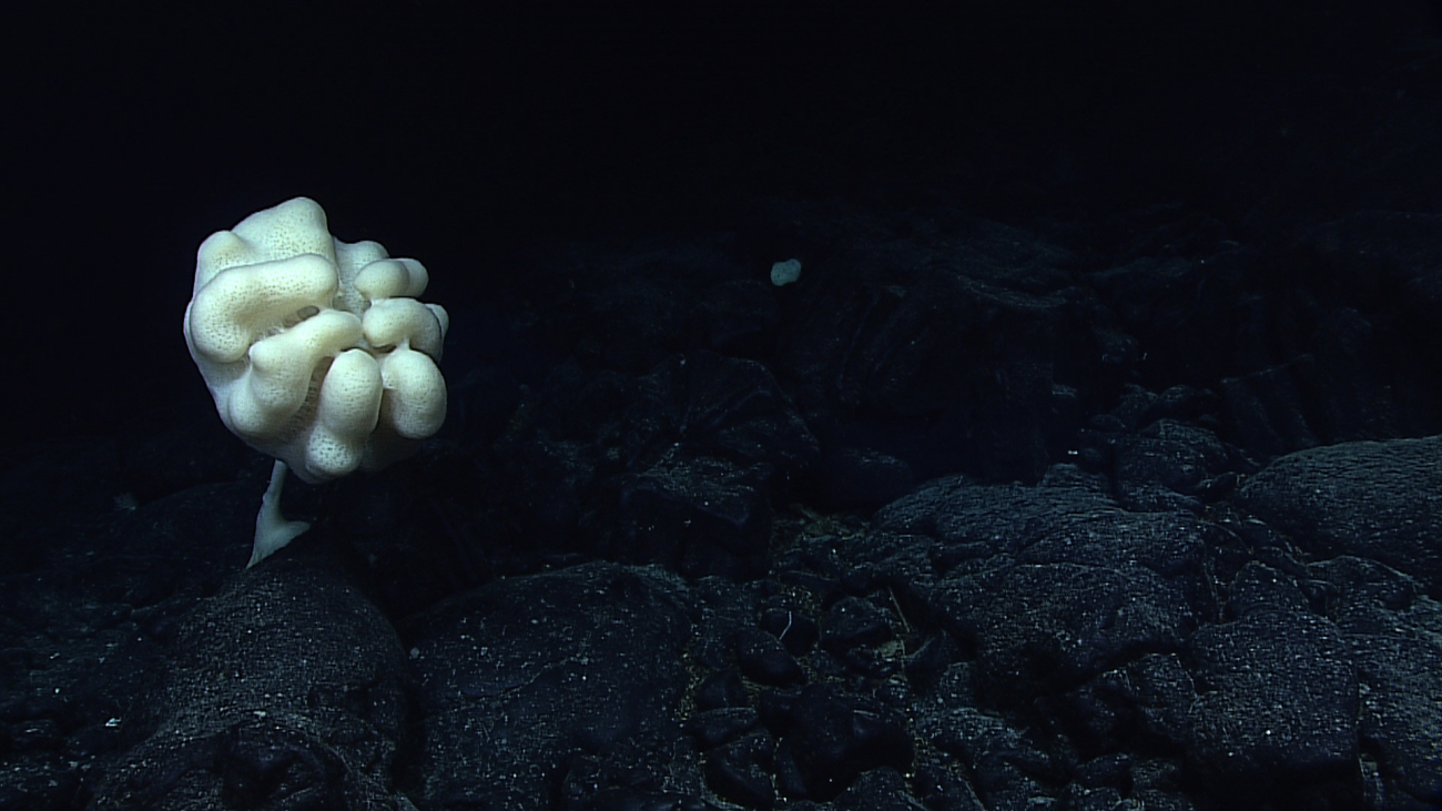 A large very robust appearing stalked sponge