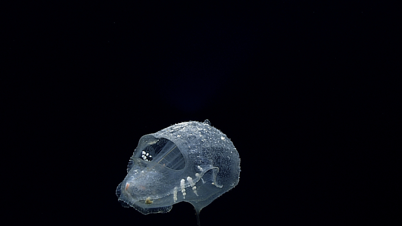 A carnivorous stalked tunicate