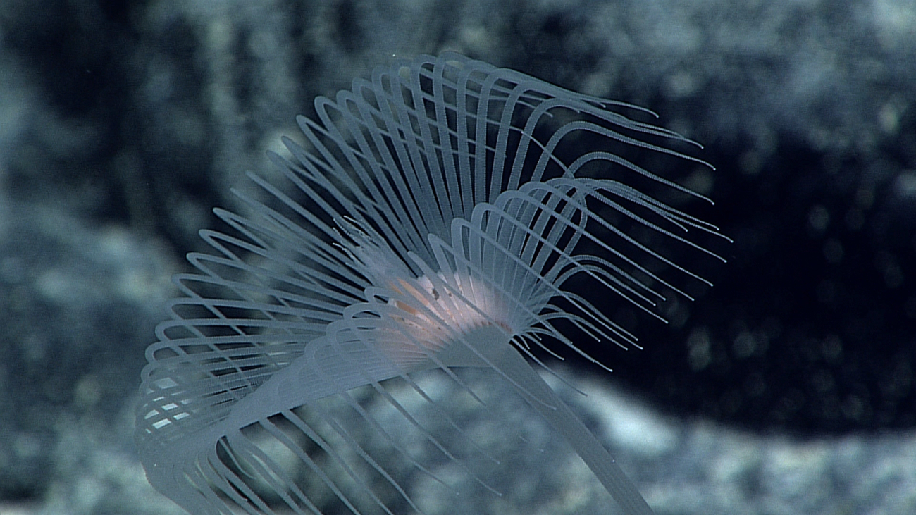 A large hydroid