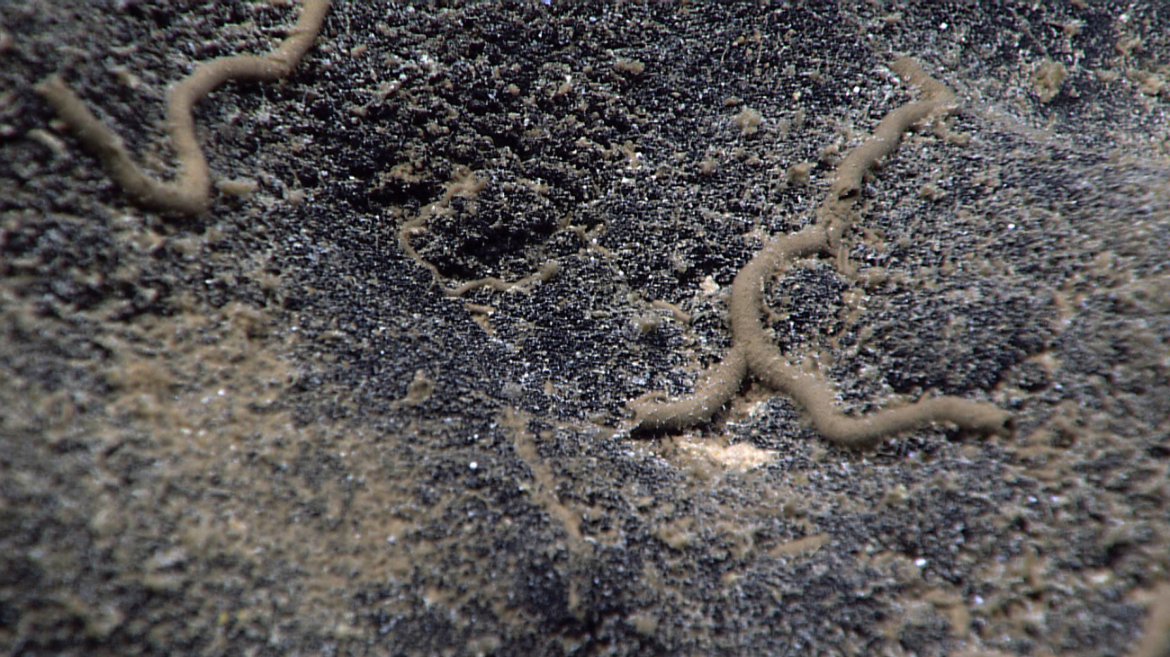 Dead worm tubes? on a black rock surface