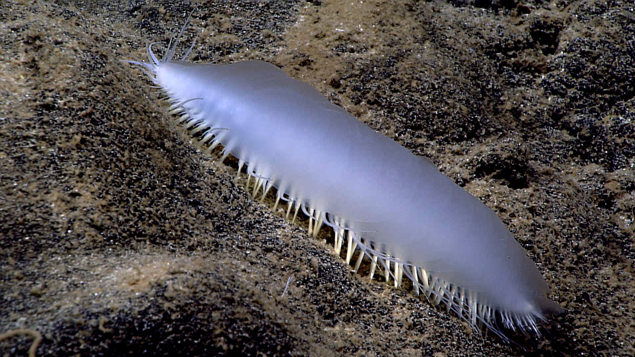 A very large polychaete worm, at least 15 cm (6 inches long)