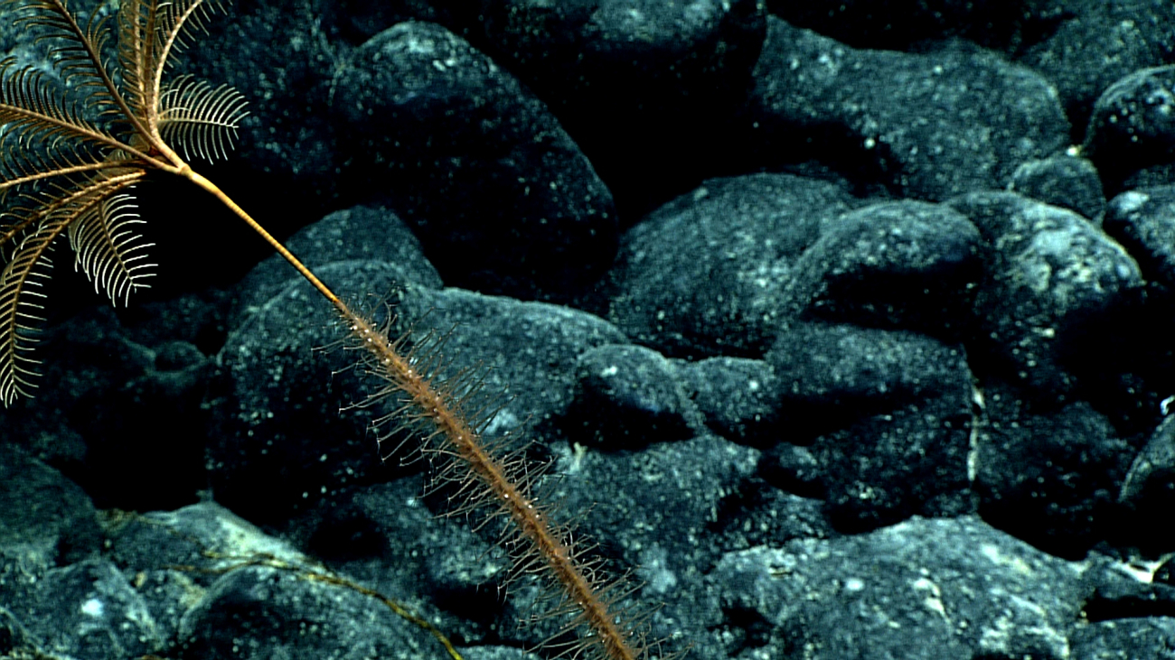 A stalked sea lily crinoid with numerous small hydroids colonizing its stalk