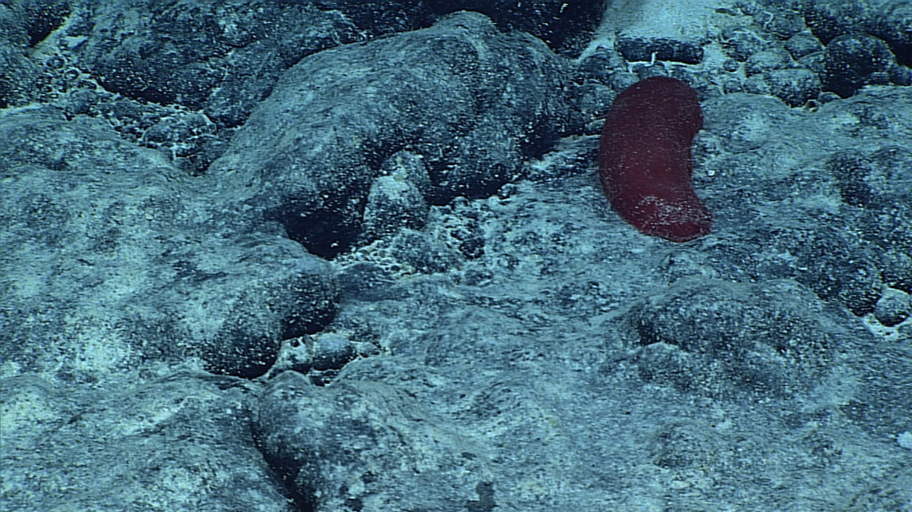 A red holothurian on a rock surface