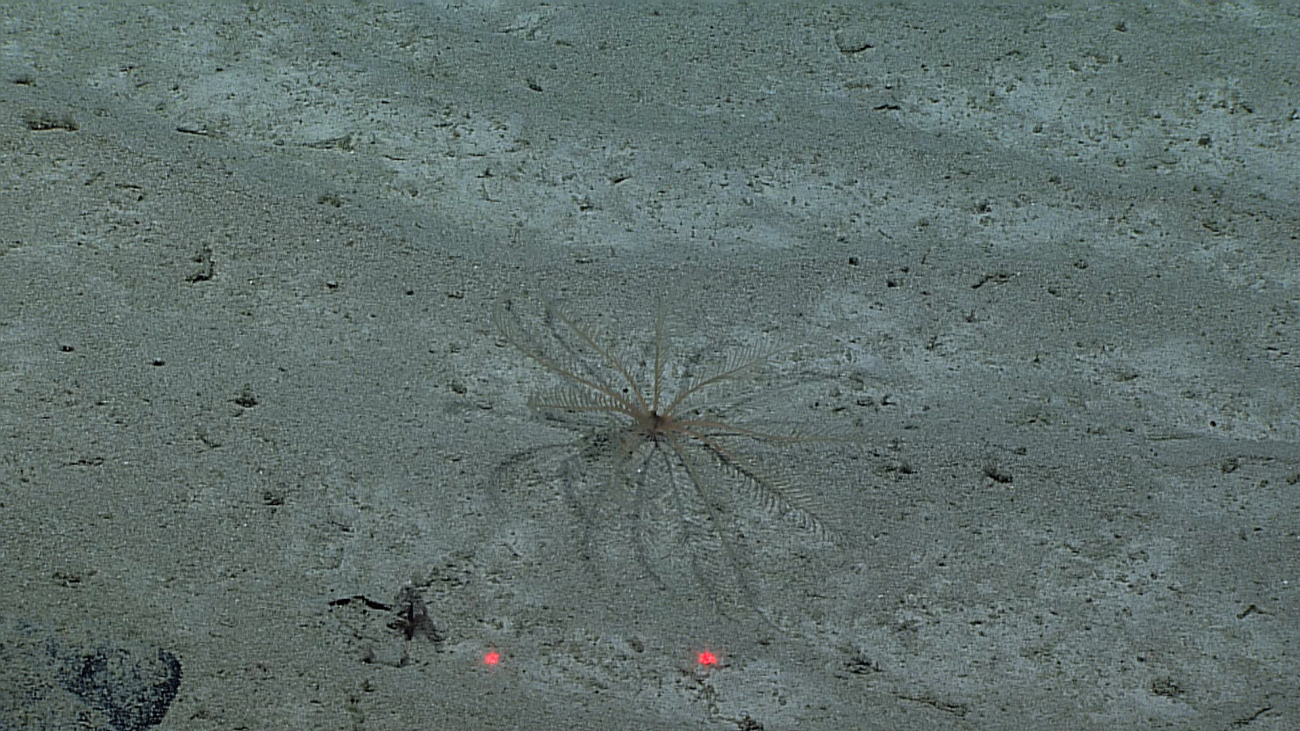 A small cream-colored feather star crinoid blending in with a similar-coloredsand substrate